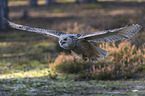 flying siberian egale owl