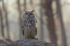 sitting siberian egale owl