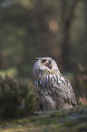 sitting siberian egale owl