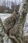 sitting siberian egale owl