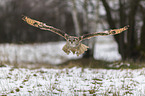 flying siberian egale owl