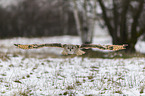 flying siberian egale owl