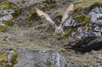 flying siberian egale owl