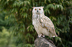 sitting Siberian Eagle Owl