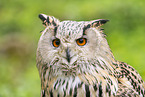 Siberian Eagle Owl