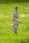 Peregrine falcon
