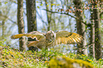 Siberian Eagle owl