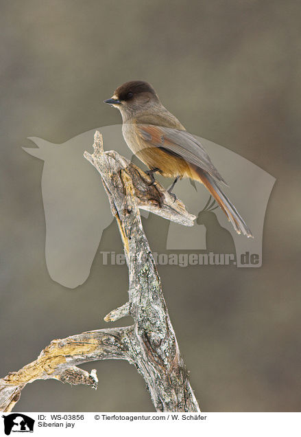 Siberian jay / WS-03856