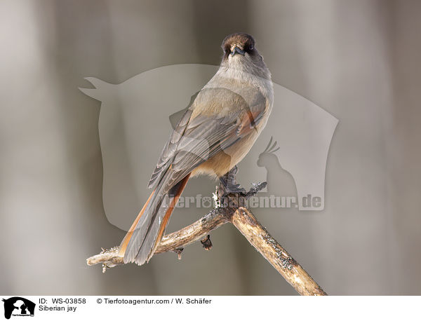 Unglckshher / Siberian jay / WS-03858