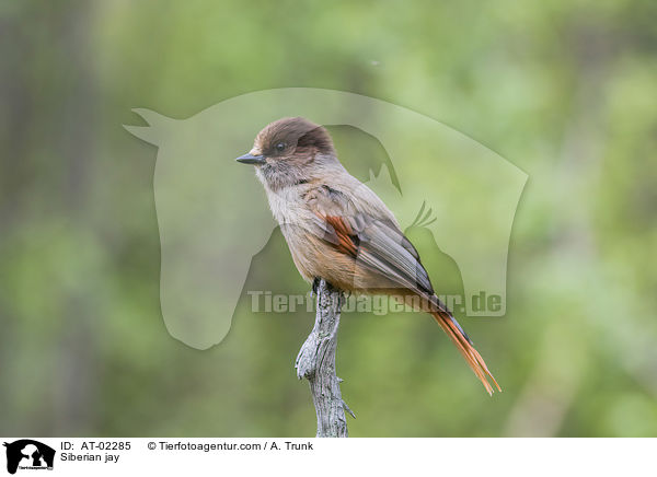 Unglckshher / Siberian jay / AT-02285