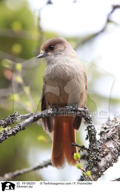 Siberian jay / FF-06251