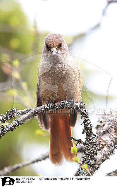 Siberian jay / FF-06252