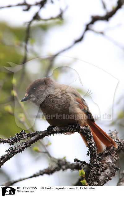 Ungl�cksh�her / Siberian jay / FF-06255