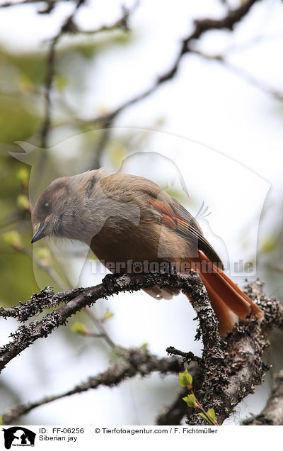 Siberian jay / FF-06256