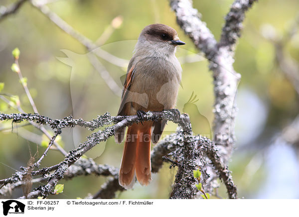 Siberian jay / FF-06257