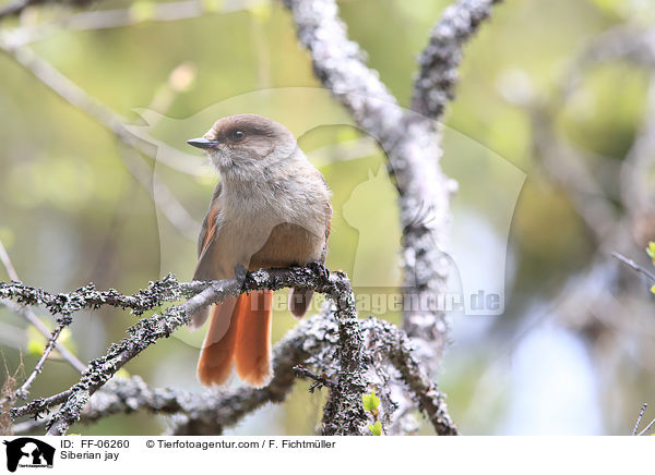 Siberian jay / FF-06260