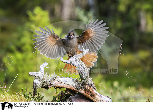 Siberian jay / AT-02361