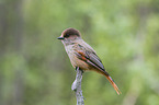 Siberian jay