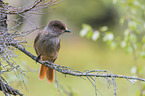 Siberian jay