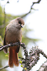 Siberian jay