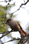 Siberian jay