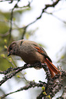 Siberian jay