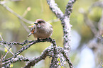 Siberian jay