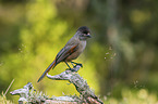 Siberian jay