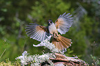 Siberian jay