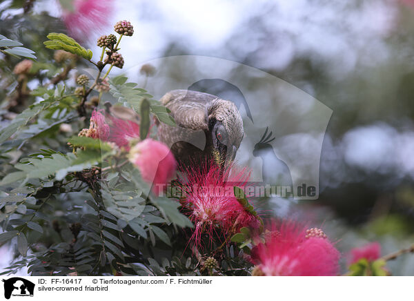 Wei�scheitel-Lederkopf / silver-crowned friarbird / FF-16417