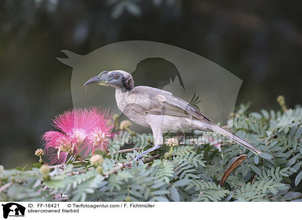 Wei�scheitel-Lederkopf / silver-crowned friarbird / FF-16421