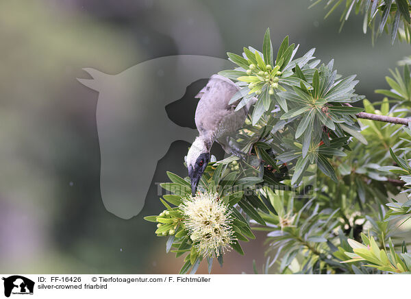 Wei�scheitel-Lederkopf / silver-crowned friarbird / FF-16426