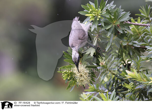 Wei�scheitel-Lederkopf / silver-crowned friarbird / FF-16428