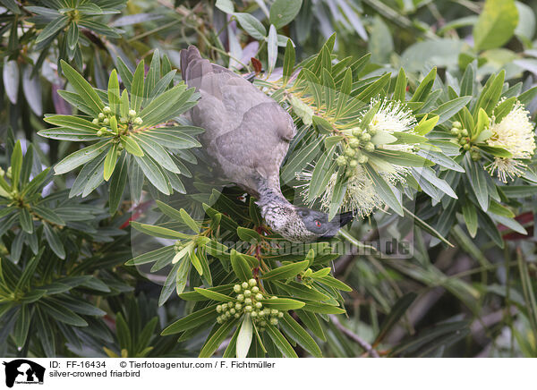 Wei�scheitel-Lederkopf / silver-crowned friarbird / FF-16434