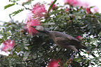 silver-crowned friarbird