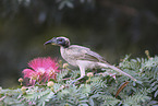 silver-crowned friarbird