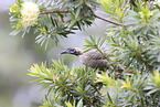 silver-crowned friarbird