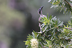 silver-crowned friarbird