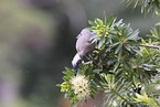 silver-crowned friarbird