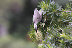 silver-crowned friarbird