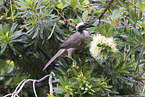 silver-crowned friarbird