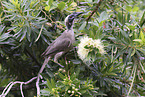 silver-crowned friarbird