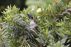silver-crowned friarbird