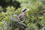 silver-crowned friarbird