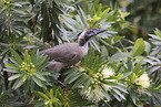 silver-crowned friarbird