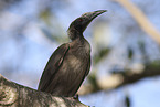 silver-crowned friarbird