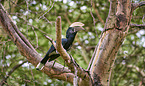 silvery-cheeked hornbill