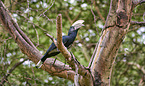 silvery-cheeked hornbill