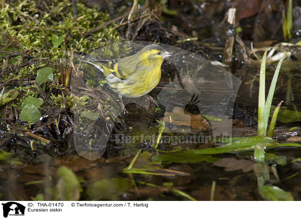 Eurasian siskin / THA-01470