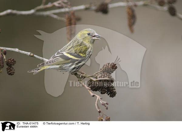 Erlenzeisig / Eurasian siskin / THA-01475